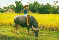 Travelers with Vietnam's attractions