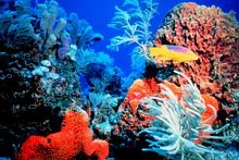 Travelers with Dive in Whale Island - Nha Trang 