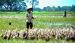 Travelers with Saigon - Cu Chi – Mekong delta tour