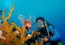 TOURISTS IN Scuba Diving in Cham Island Tour (for certified divers)