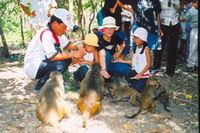 TOURISTS IN Monkey island tour