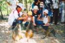 TOURISTS IN Monkey island tour