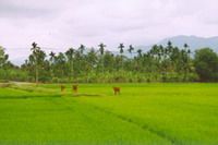 TOURISTS IN Rice paddy field dinner