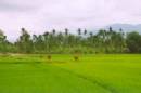 TOURISTS IN Rice paddy field dinner