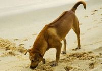 TOURISTS IN Phu Quoc Dog