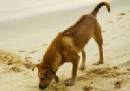 TOURISTS IN Phu Quoc Dog