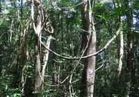 TOURISTS IN Phu Quoc National Park