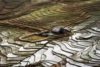 TOURISTS IN 3-day Sapa tours (Trekking, hill tribe home stay, market)
