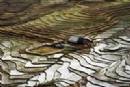 TOURISTS IN 3-day Sapa tours (Trekking, hill tribe home stay, market)