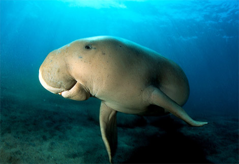 Dugong in Con Dao Islands