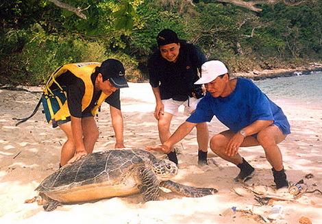 Turtle in Con Dao Islands